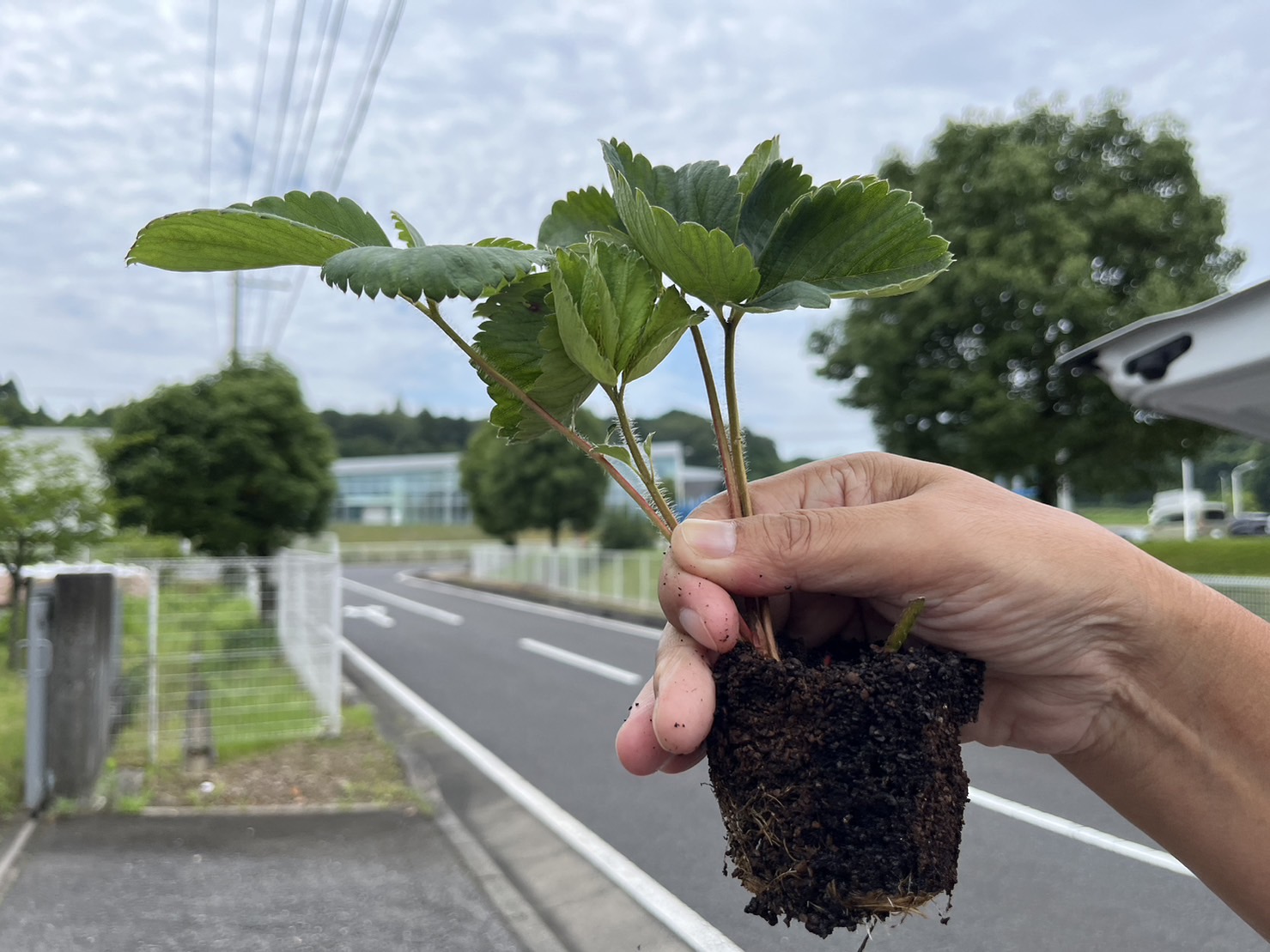 脱水ケーキとコーヒーかすのみで育ったイチゴの苗（ERバイオ使用）<br>