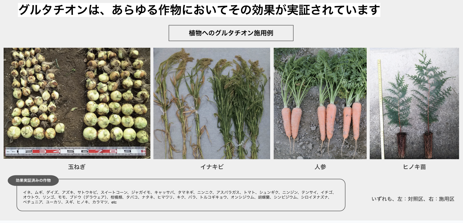 植物へのグルタチオン施用例