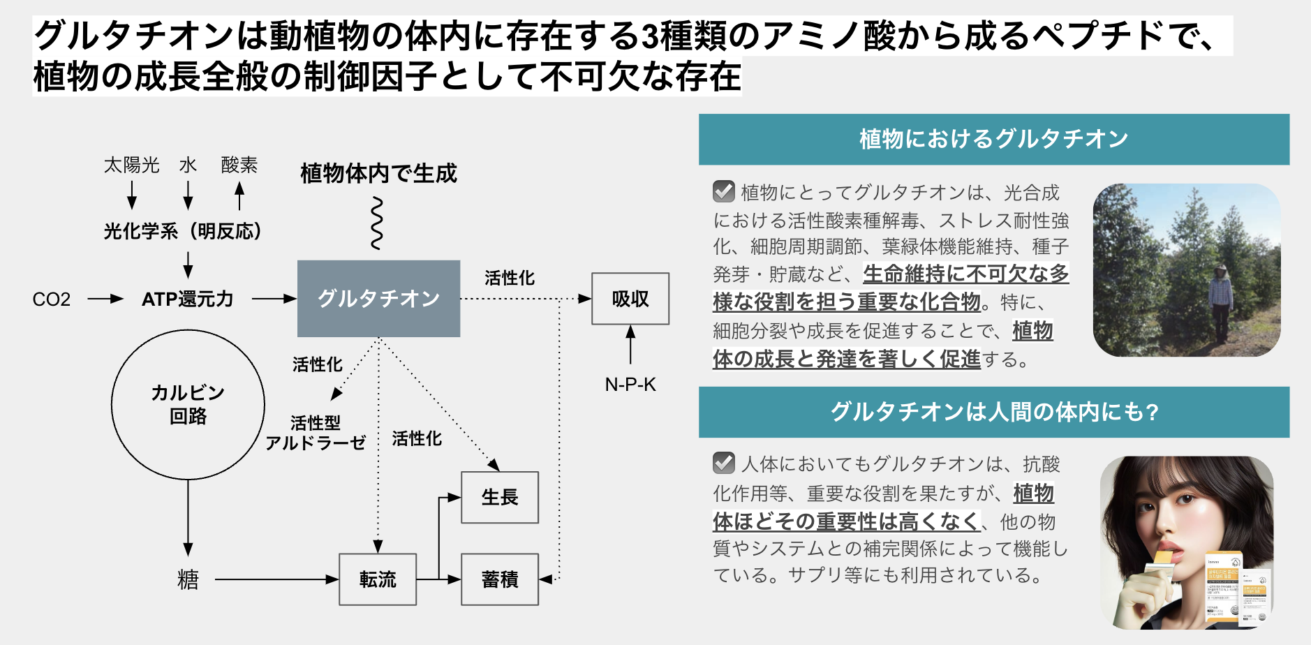 グルタチオンについて